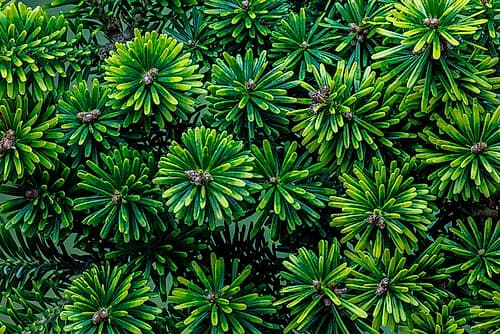 USA, Washington State, Seabeck. Korean fir plant close-up. Art Print